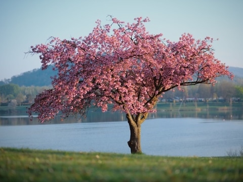 Frühling Hotel Schiff am Schluchsee